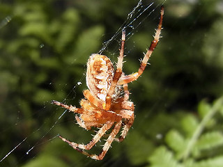 Araneus diadematus