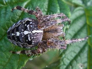 Araneus diadematus