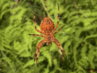 Araneus diadematus