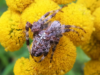 Araneus diadematus