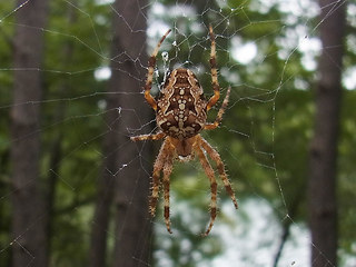 Araneus diadematus