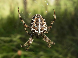 Araneus diadematus