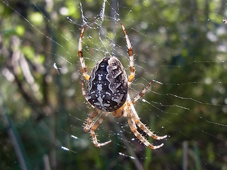 Araneus diadematus