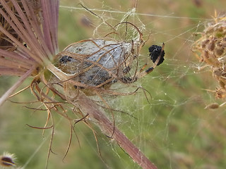 Araneus quadratus