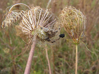 Araneus quadratus