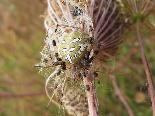 Araneus quadratus