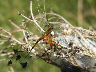 Araniella opisthographa