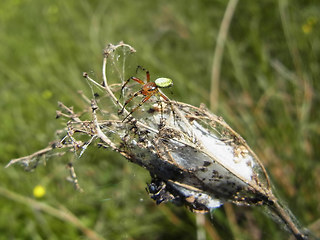 Araniella opisthographa