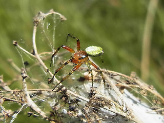 Araniella opisthographa