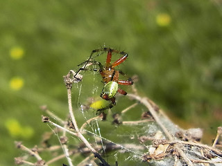 Araniella opisthographa