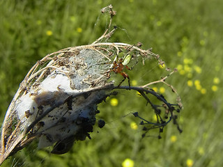 Araniella opisthographa
