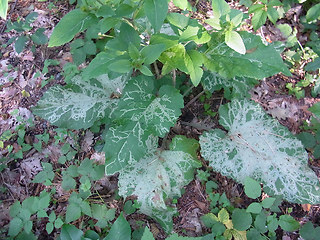 Arctium lappa