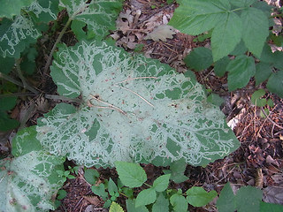 Arctium lappa