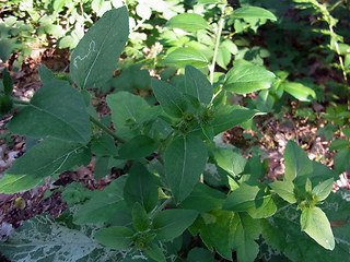 Arctium lappa