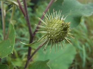 Arctium lappa