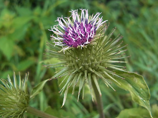 Arctium lappa