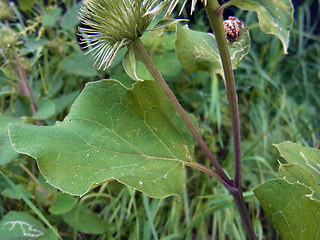 Arctium lappa