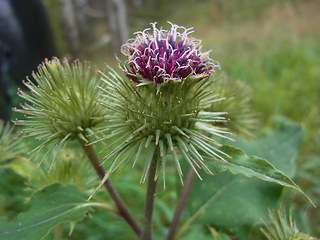 Arctium lappa