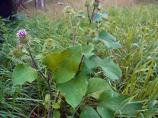 Arctium lappa