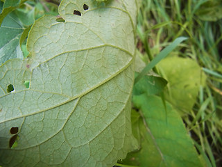 Arctium lappa