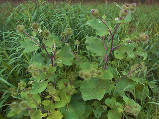 Arctium lappa