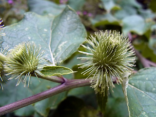 Arctium lappa