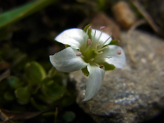 Arenaria biflora