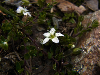 Arenaria biflora