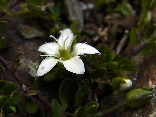 Arenaria biflora