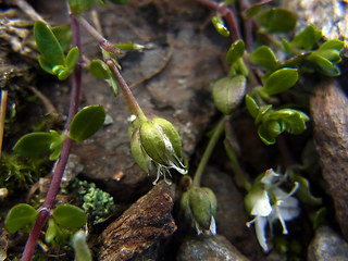 Arenaria biflora