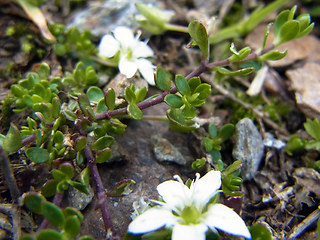 Arenaria biflora