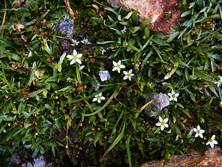 Arenaria biflora