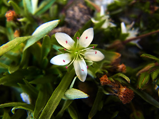 Arenaria biflora