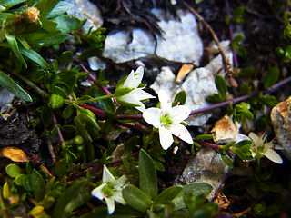 Arenaria biflora