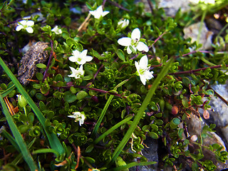 Arenaria biflora