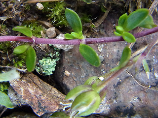 Arenaria biflora