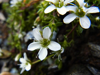 Arenaria ciliata