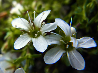 Arenaria ciliata