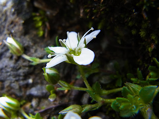 Arenaria ciliata