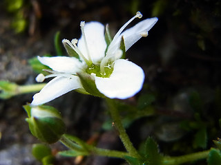 Arenaria ciliata