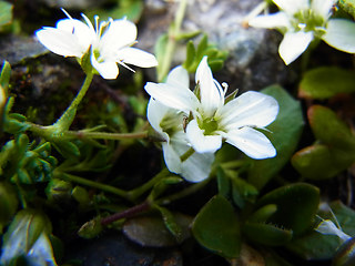 Arenaria ciliata