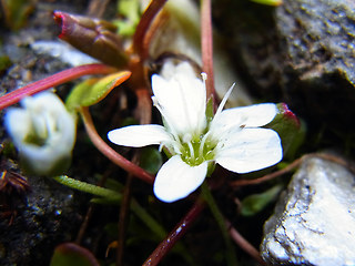 Arenaria ciliata