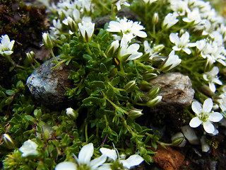 Arenaria ciliata