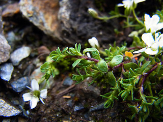 Arenaria ciliata