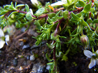 Arenaria ciliata