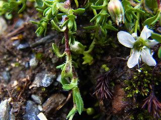 Arenaria ciliata