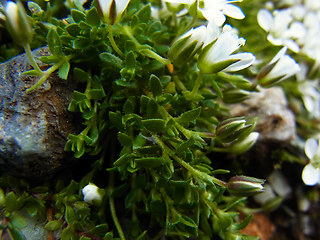 Arenaria ciliata