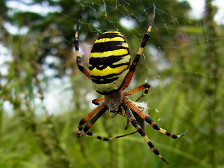 Argiope bruennichi