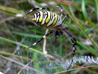 Argiope bruennichi