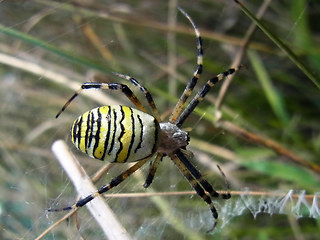 Argiope bruennichi